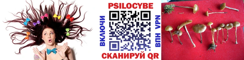 Псилоцибиновые грибы Psilocybe  даркнет какой сайт  Сретенск 